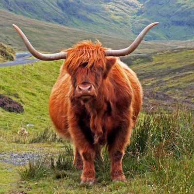 Highland Cow by Spotlight Images