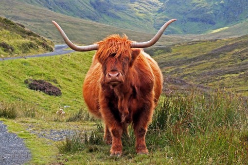 Highland Cow by Spotlight Images
