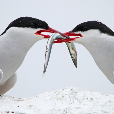 Sea Birds