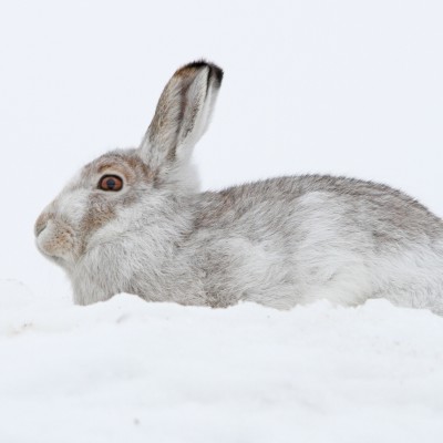 Mountain Hare by Spotlight Images