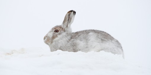 Mountain Hare by Spotlight Images