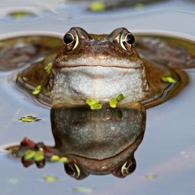 Frog Reflection by Spotlight Images