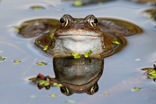 Frog Reflection by Spotlight Images