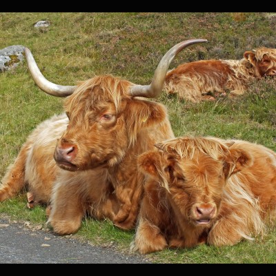 Highland Cow 2 by Spotlight Images