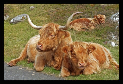 Highland Cow 2 by Spotlight Images