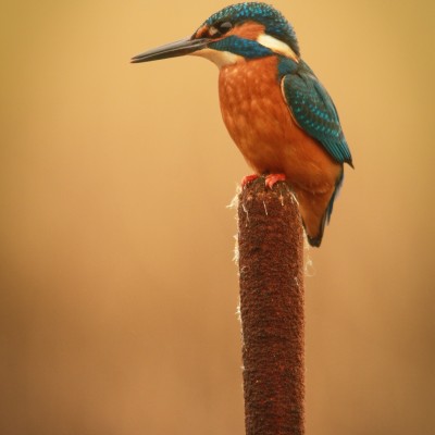 Kingfisher by Spotlight Images