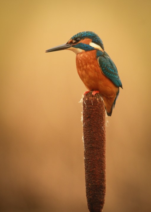 Kingfisher by Spotlight Images