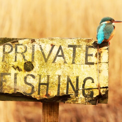 Kingfisher sign by Spotlight Images