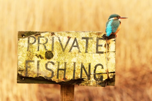 Kingfisher sign by Spotlight Images
