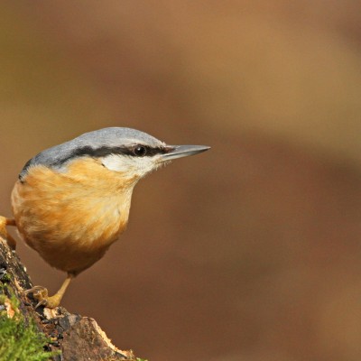 Nuthatch by Spotlight Images