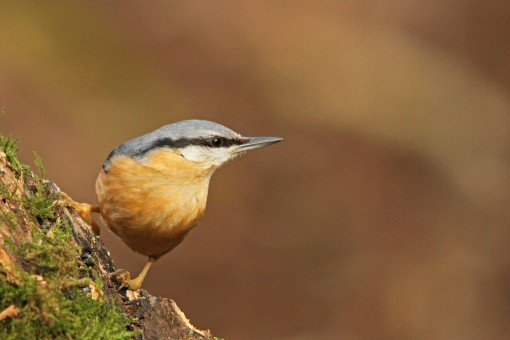 Nuthatch by Spotlight Images