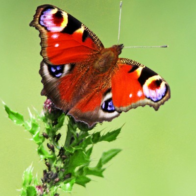 Peacock Butterfly 2 by Spotlight Images
