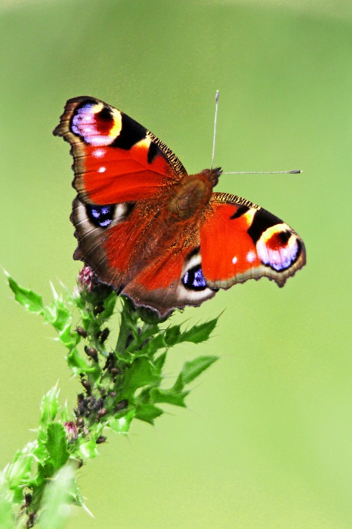Peacock Butterfly 2 by Spotlight Images