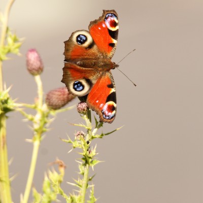 Peacock Butterfly by Spotlight Images