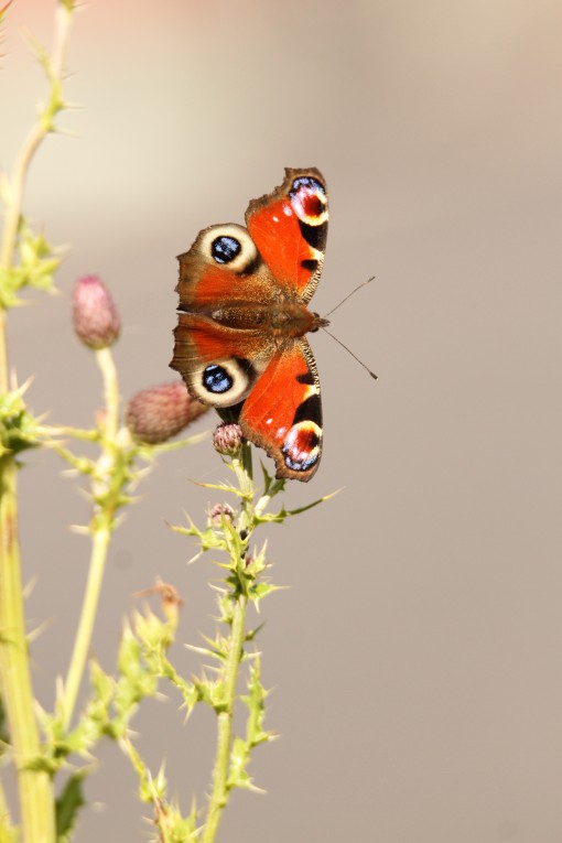 Peacock Butterfly by Spotlight Images
