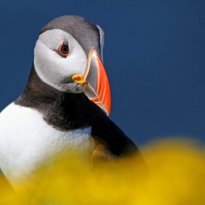 Puffin Portrait 2 by Spotlight Images