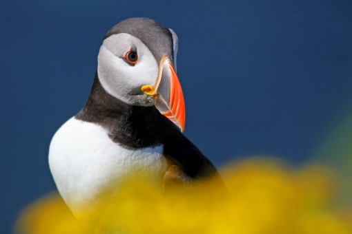 Puffin Portrait 2 by Spotlight Images