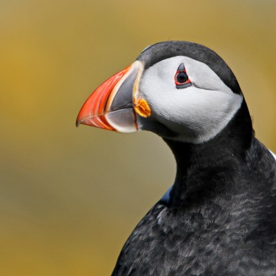 Puffin Portrait by Spotlight Images