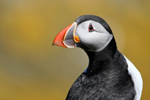 Puffin Portrait by Spotlight Images