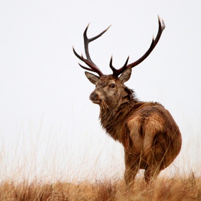 Red Deer Stag by Spotlight Images