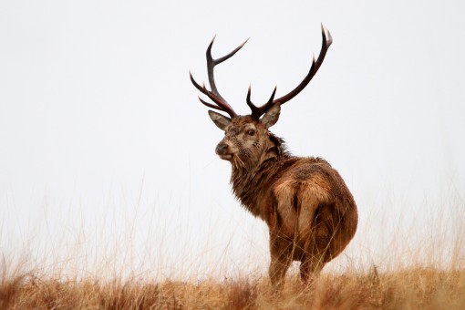 Red Deer Stag by Spotlight Images