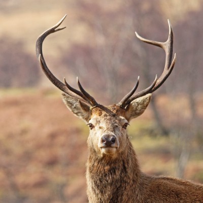 Red Deer Stag Portrait by Spotlight Images