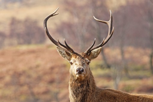 Red Deer Stag Portrait by Spotlight Images