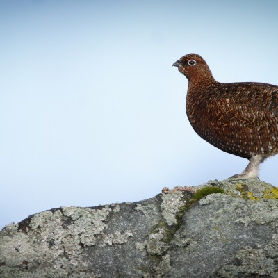 Red Grouse 2 by Spotlight Images