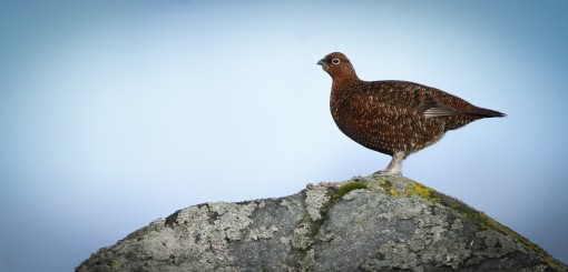 Red Grouse 2 by Spotlight Images