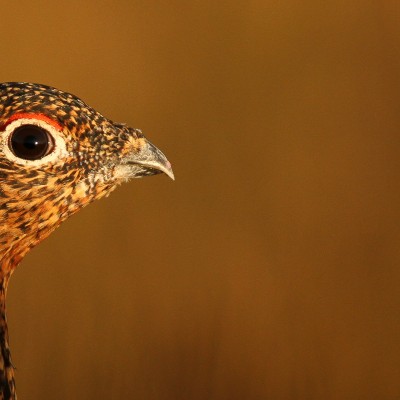 Red Grouse 3 by Spotlight Images