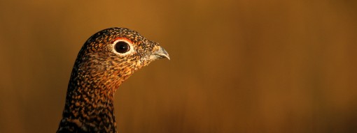 Red Grouse 3 by Spotlight Images