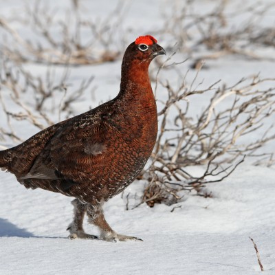 Red Grouse in snow by Spotlight Images