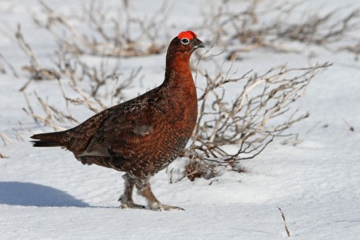 Red Grouse in snow by Spotlight Images