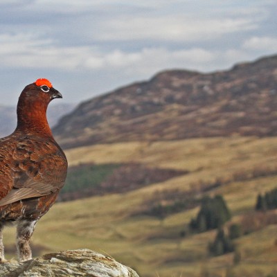 Red Grouse with a View by Spotlight Images