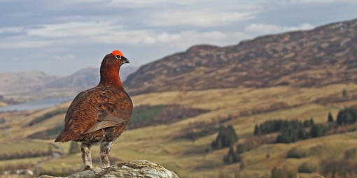 Red Grouse with a View by Spotlight Images