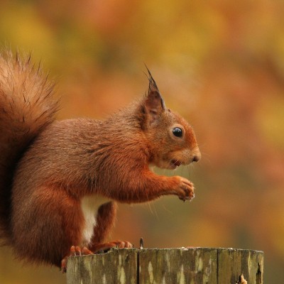 Red squirrel 2 by Spotlight Images