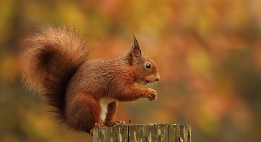 Red squirrel 2 by Spotlight Images