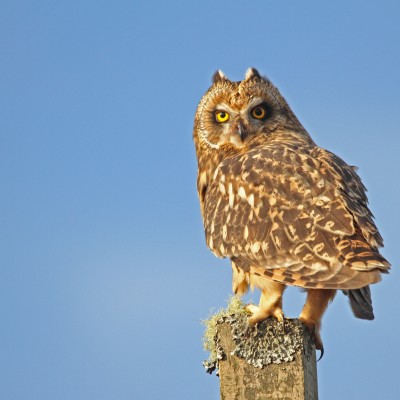 Short Eared Owl 2 by Spotlight Images