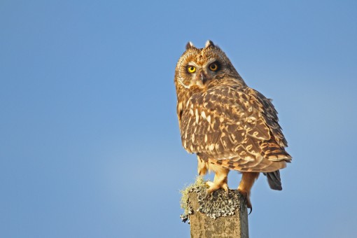 Short Eared Owl 2 by Spotlight Images