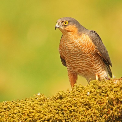 Sparrow Hawk 1 by Spotlight Images