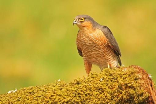 Sparrow Hawk 1 by Spotlight Images