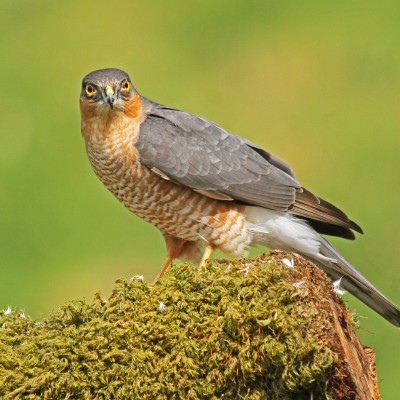 Sparrow Hawk 2 by Spotlight Images