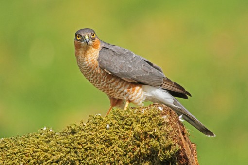 Sparrow Hawk 2 by Spotlight Images