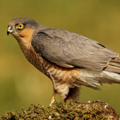 Sparrow Hawk by Spotlight Images