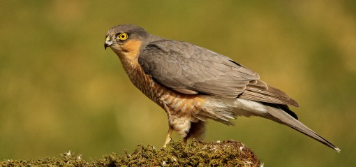 Sparrow Hawk by Spotlight Images