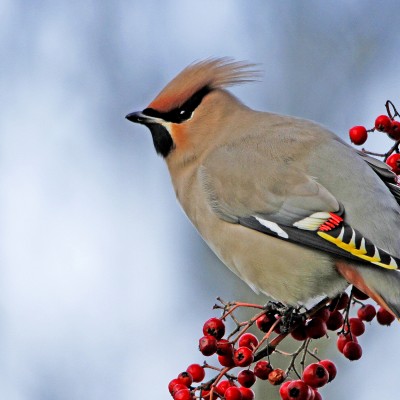 Waxwing by Spotlight Images