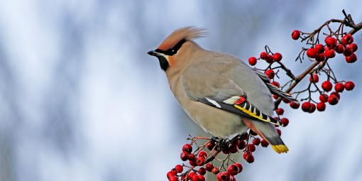 Waxwing by Spotlight Images