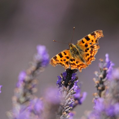 Butterflies and Moths