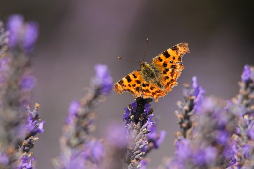 Butterfly by Spotlight Images