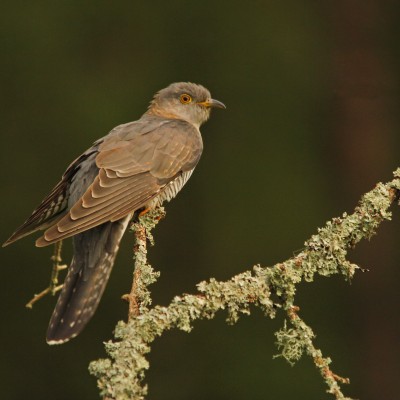 Cuckoo by Spotlight Images